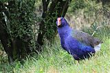 South Island Takahe